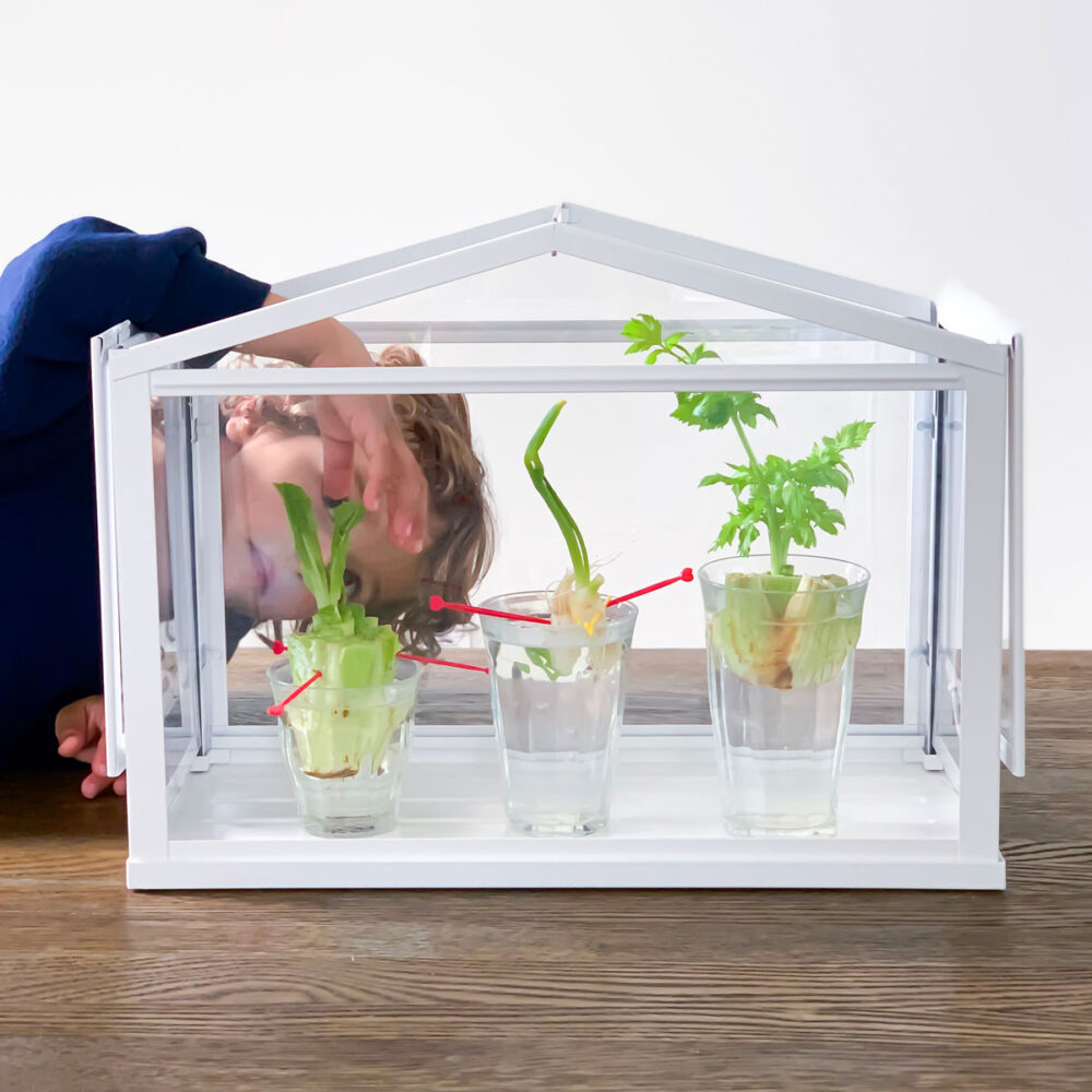 Science Experiment with Food - Regrowing Food Scraps