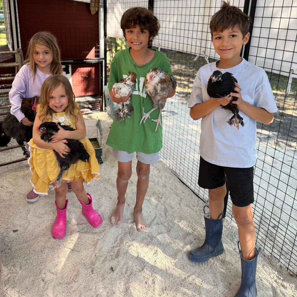 Hatching Eggs and Raising Chickens: A Family-Friendly Guide