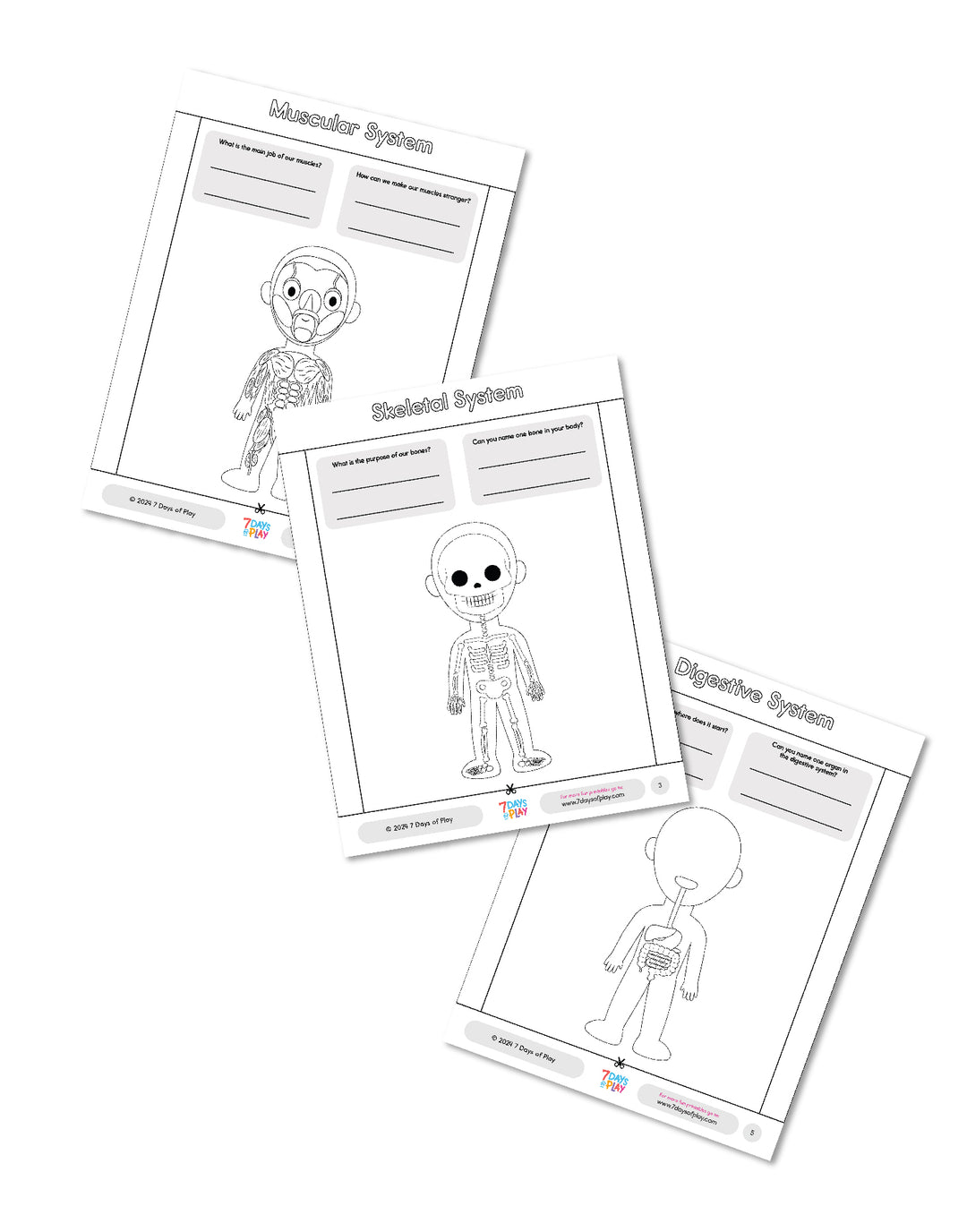 Inside My Body - Printable for kids