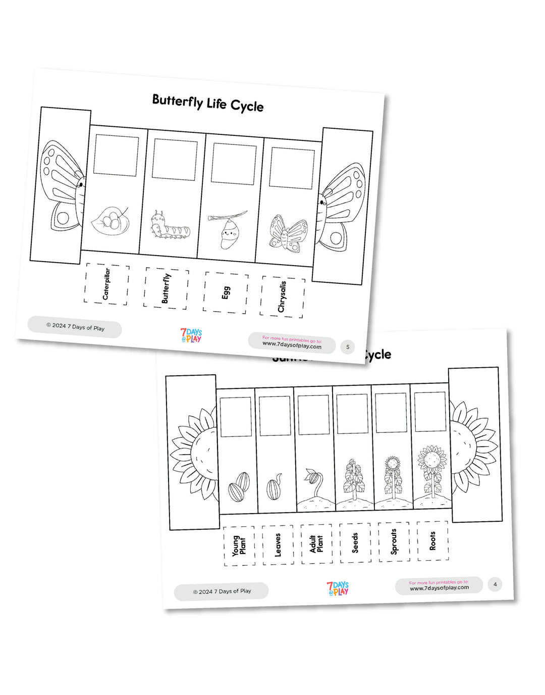 Life Cycles Foldable Coloring Booklet - Printable