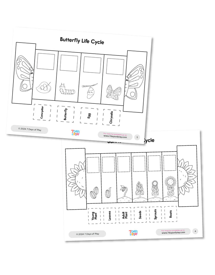 Life Cycles Foldable Coloring Booklet - Printable
