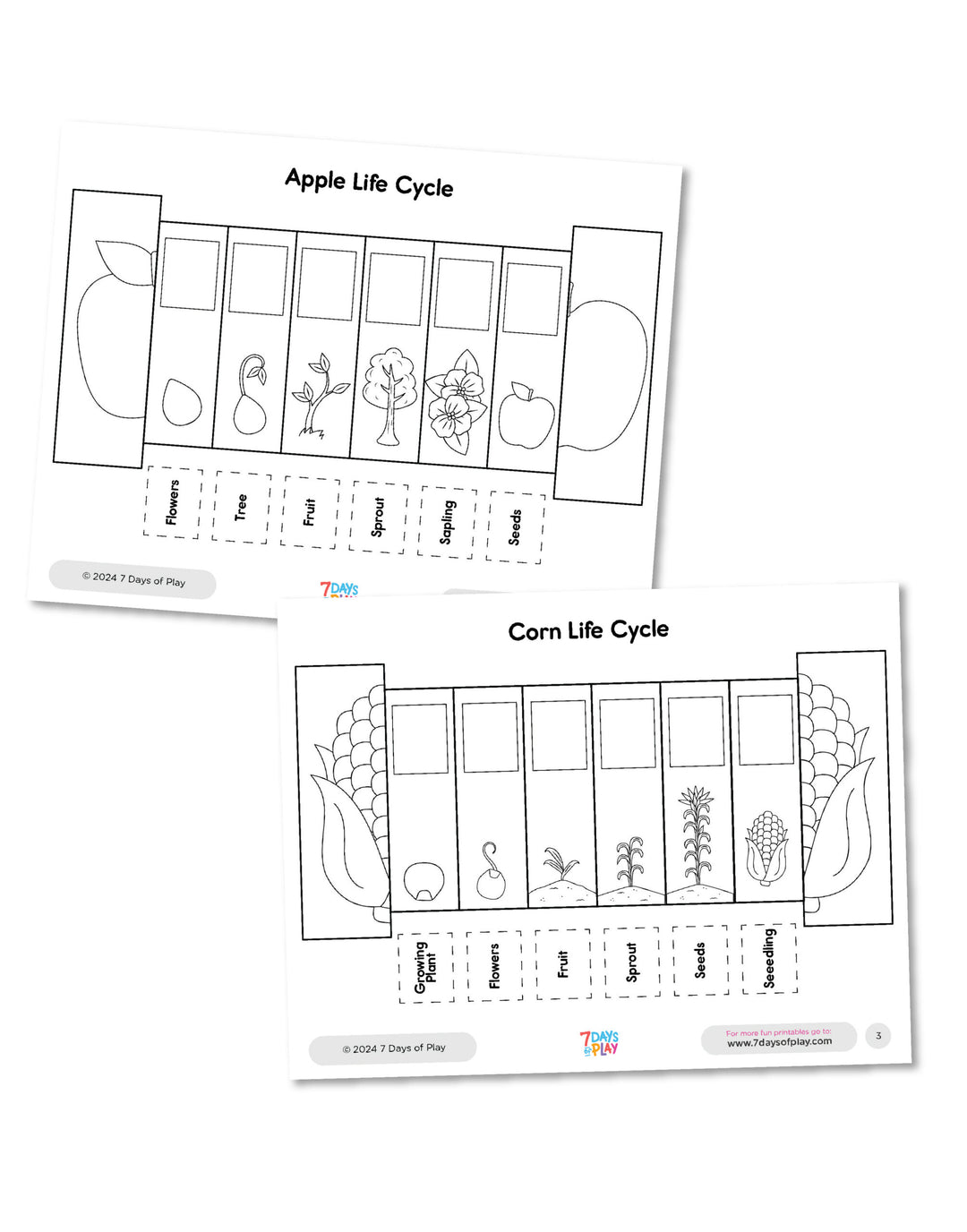 Life Cycles Foldable Coloring Booklet - Printable