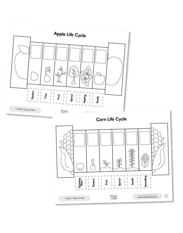 Life Cycles Foldable Coloring Booklet - Printable