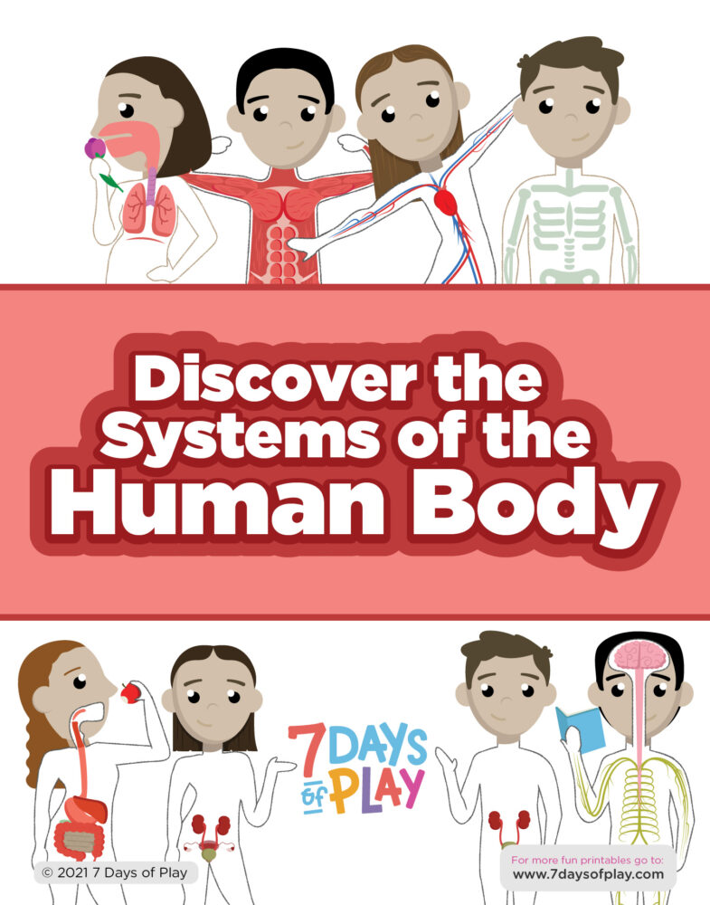 systems of the body for kids printable