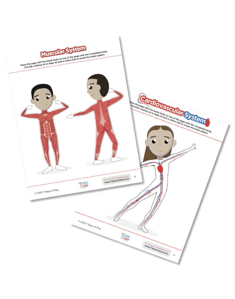 systems of the body for kids printable
