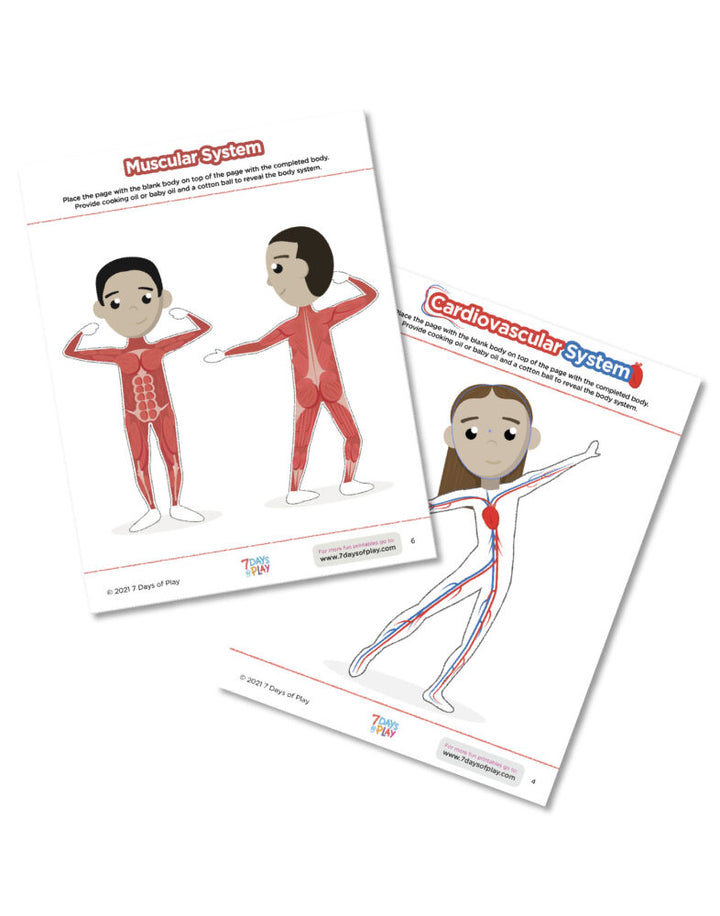 systems of the body for kids printable