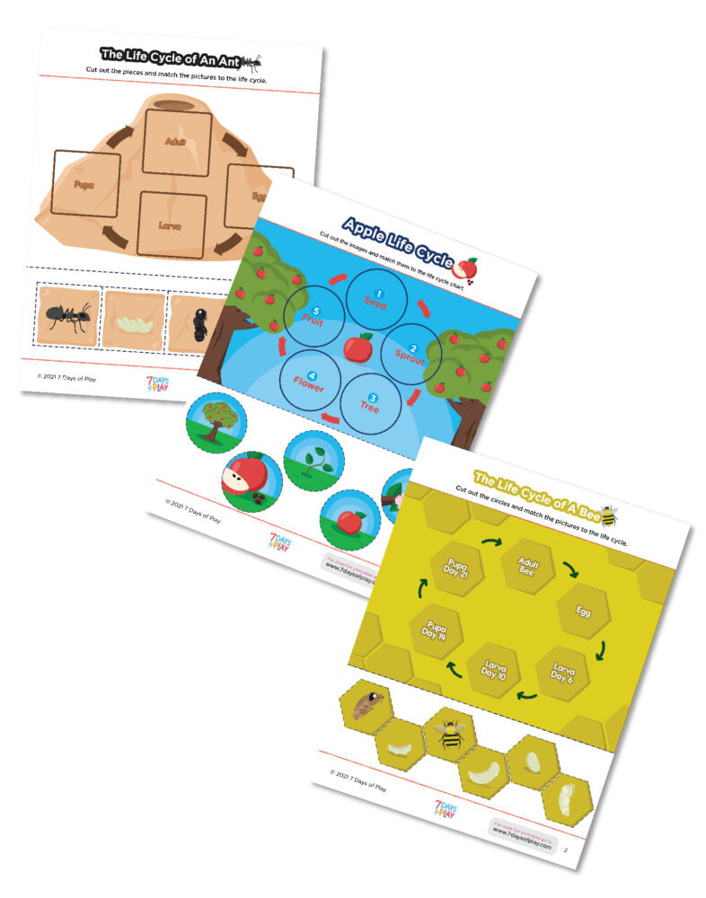 Life Cycles - Free printable
