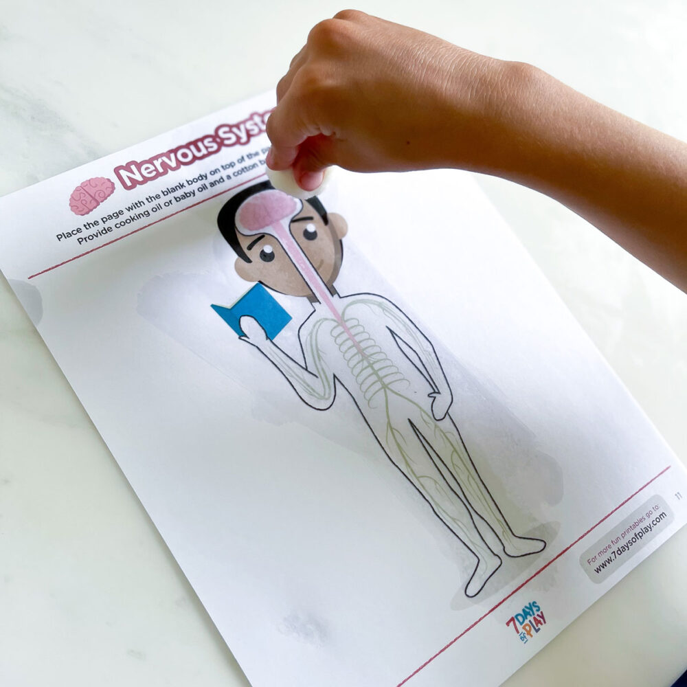 Discover the Systems of the Human Body