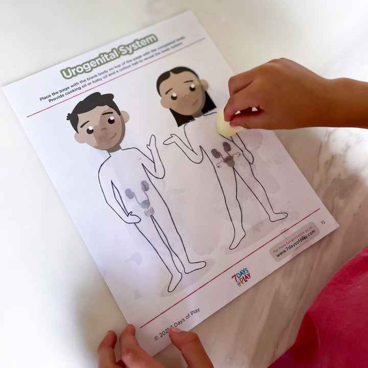 Discover the Systems of the Human Body